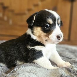 Girl 1 - Black and tan female American Corgi puppy in Tombstone, Arizona from WeVolution Off-Grid