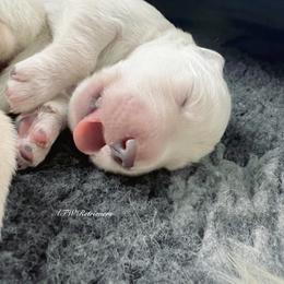 Boy (Reservation 3) - Light golden male Golden Retriever puppy in Murfreesboro, Tennessee from ATW Retrievers