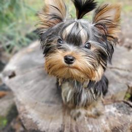 Yorkshire Terrier Puppies from Liz’s Yorkshire Terriers