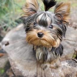 Yorkshire Terrier Puppies from Liz’s Yorkshire Terriers