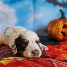 Felicity long haired chocolate pie girl (3300) - Piebald female Dachshund puppy in Herald, California from Bluegum Dachshunds