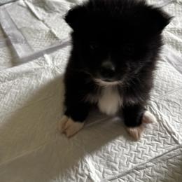 Pomeranian Puppies from Bella's Babies