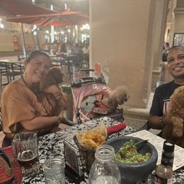 Poodle Puppies from Red Toy Poodles