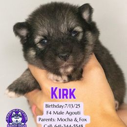 Kirk - Black and white male Pomsky puppy in Humeston, Iowa from M.A.R. Dogs