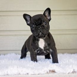 Brindle girl - Brindle female French Bulldog puppy in Dalton Gardens, Idaho from North Idaho Frenchies