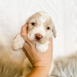 Poodle Puppies from LeBaron Standard Poodles