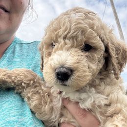 Purple - Apricot female Goldendoodle puppy in Mc Cutchenville, Ohio from Dawn's Doodles