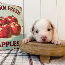 Cosmic - Red merle male Australian Shepherd puppy in Kearney, Nebraska from Helix Aussies