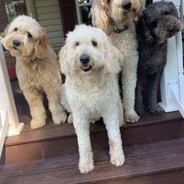 Goldendoodle Puppies from Goldhaly Peach Doodles
