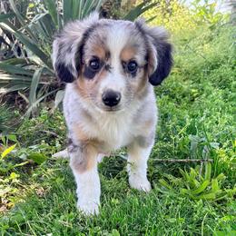 Goose (ASDR and AKC) - Blue merle male Miniature Australian Shepherd puppy in Stockton, Missouri from Kizmit Farmz