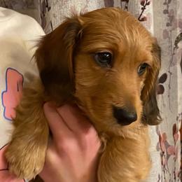 Duffy soft wire hair 1750 - Red male Dachshund puppy in Elizabethtown, Kentucky from Teeny Tiny Puppy Tails