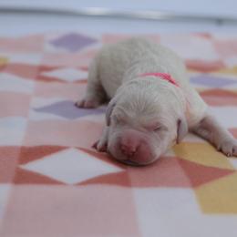 Hot Pink Female - Light golden female Golden Retriever puppy in Lakewood, California from Cloud Nine Kennel