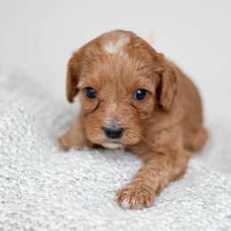 Moscato - Red Cavapoo puppy in Daphne, Alabama from Harper Doodles