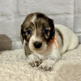 Girl one - Black and cream female Dachshund puppy in Lakeland, Florida from Ruthie’s Rich Mini Dachshunds