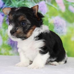 Edward 3750 - Black tan and white male Biewer Terrier puppy in Ambrose, Georgia from Southern Star Biewer Terriers