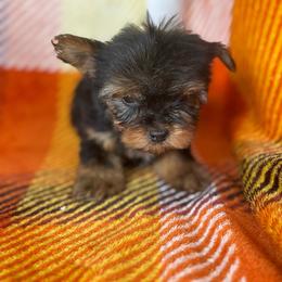 Little bit - Black and tan male Yorkshire Terrier puppy in Coeburn, Virginia from Southern Sweetheart Kennels