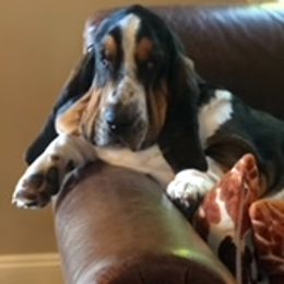Winston - Basset Hound