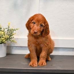 Aussiedoodle, Bernedoodle, Goldendoodle, and Irish Doodle Puppies from Sun Valley Goldendoodles
