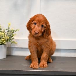 Aussiedoodle, Bernedoodle, Goldendoodle, and Irish Doodle Puppies from Sun Valley Goldendoodles