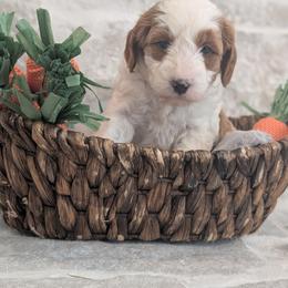 Lucy - Blenheim female Cavapoo puppy in Mapleton, Illinois from Gardner Lane Puppies
