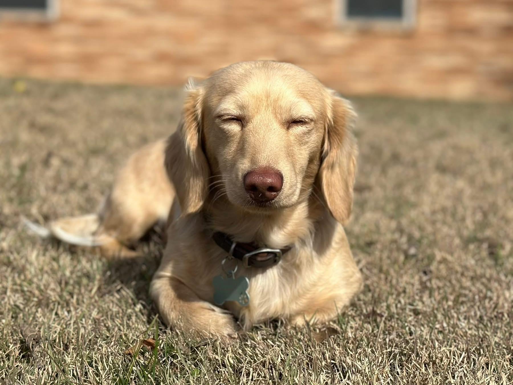 Arlo (Emily’s Doxie Domain)