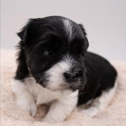 Elsa - Black and white female Havanese puppy in Hendersonville, North Carolina from Grayfinn House