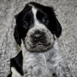 Lion - Black and white male English Springer Spaniel puppy in Chapmansboro, Tennessee from Balthrop Bend Farms