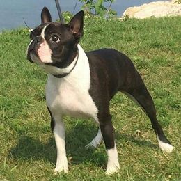Boston Terriers from Deb's Bouncing Bostons