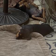 French Bulldog and German Pinscher Puppies from Dream Dior Frenchies & Chapel Heights German Pinschers