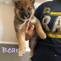 Bear - Sesame female Shiba Inu puppy in Victorville, California from Adrianna's Shiba Inus