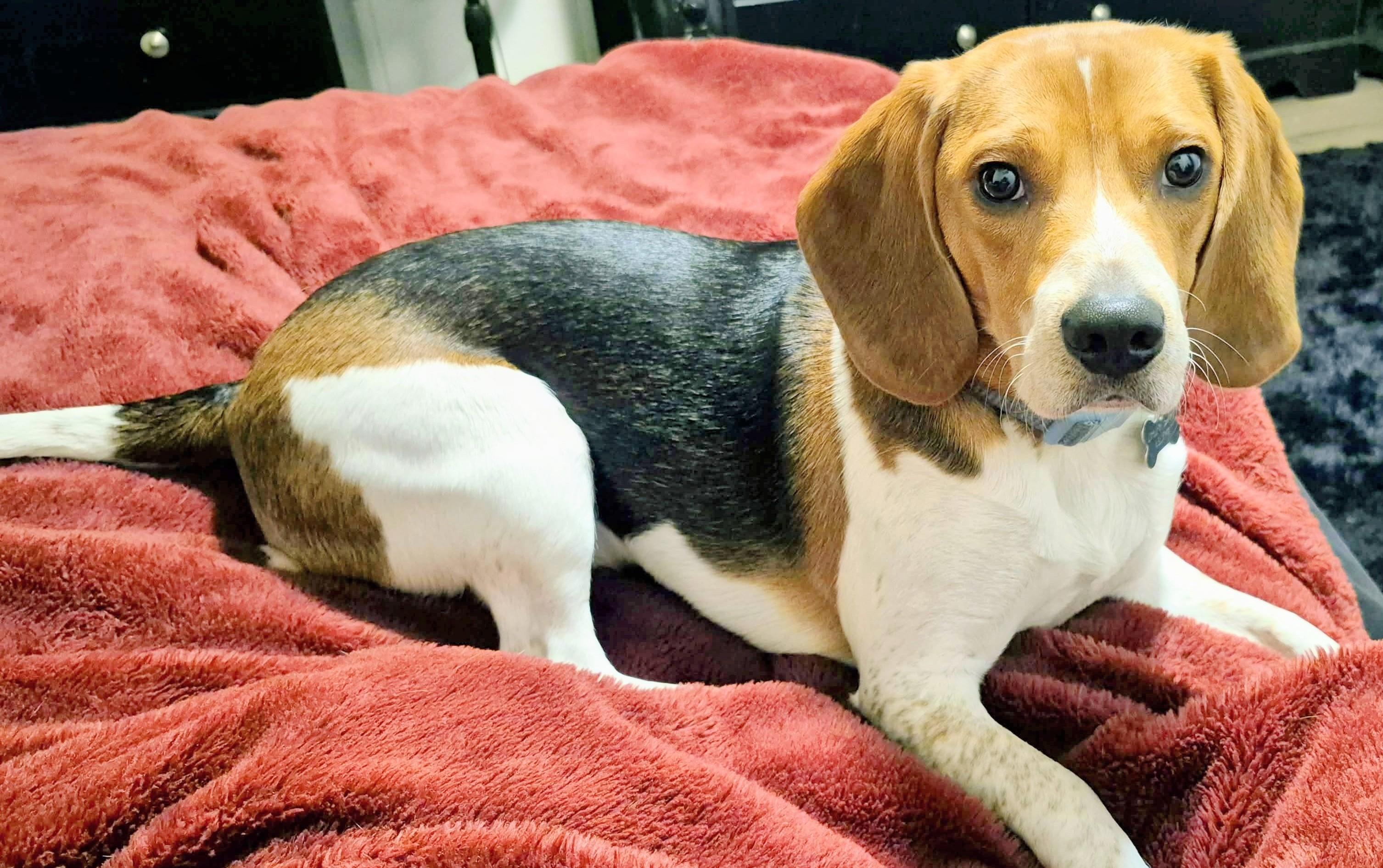 Baxter