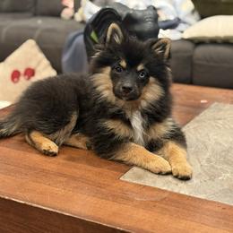 Pomeranian and Pomsky Puppies from Cherrywell Carnivora