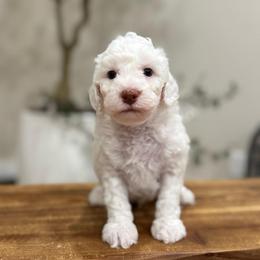 Cedar boy - Parti male Goldendoodle puppy in Rio Linda, California from Plush Doodles