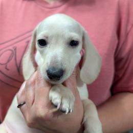 5 Raksha - Cream female Dachshund puppy in Central Point, Oregon from MRS Long Dog Ranch
