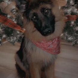 German Shepherds from Shepherds Rose Garden