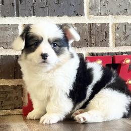 Candy - Black and tan female Pembroke Welsh Corgi puppy in Muldrow, Oklahoma from Dean’s Rustic Ranch Corgis and Horses