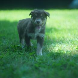 Gratin - Red tri-color male Australian Shepherd puppy in Altmar, New York from E&C Australian Shepherds