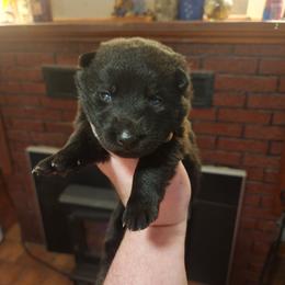 Willow - Black female German Shepherd puppy in Hope, Idaho from Fyrestorm Shepherds