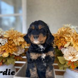 Australian Labradoodle, Bernedoodle, and Cockapoo Puppies from Dream Doodles and Cockapoos
