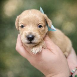 Cream girl - Cream female Dachshund puppy in Winter Haven, Florida from Davidson's Dachshunds