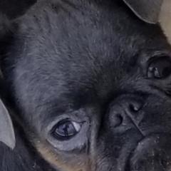 Brussels Griffons from BamaBrussels