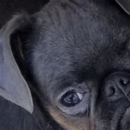 Brussels Griffons from BamaBrussels