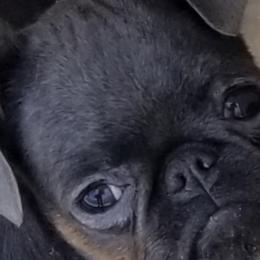Brussels Griffons from BamaBrussels
