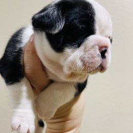 French Bulldog Puppies from Country Lace French Bulldogs