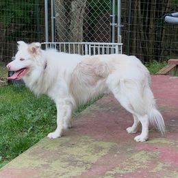 Palladium - Border Collie