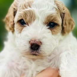 Cavapoos from Clark County Cavapoos