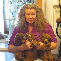 Poodle Puppies from Palmares Poodles in Red and Apricot