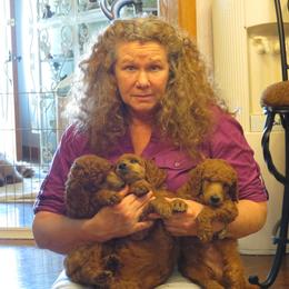 Poodle Puppies from Palmares Poodles in Red and Apricot