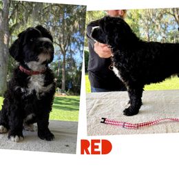 Red collar - Black and white male Portuguese Water Dog puppy in Woodburn, Kentucky from Allegiance Portuguese Water Dogs