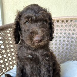 Ferrari - Brown male Poodle puppy in Tucson, Arizona from Desert Doodles + Poodles